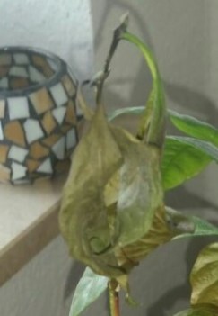 HilferufKaffee1Ausschnitt2