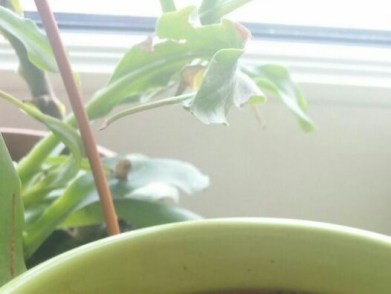 HilferufBananeTOTAusschnitt1