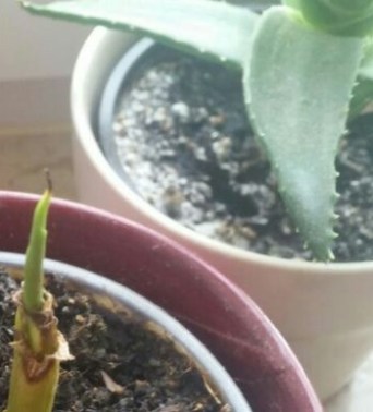 HilferufBanane2Ausschnitt2