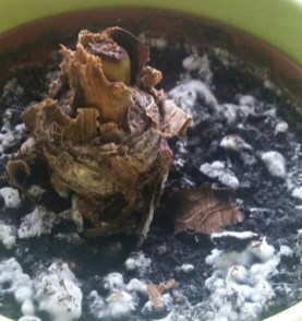 HilferufBananeTOTAusschnitt2