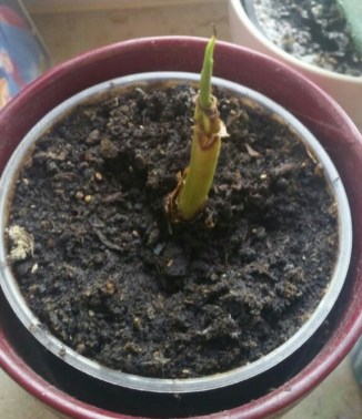 HilferufBanane2Ausschnitt1