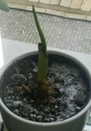 HilferufBanane1Ausschnitt1