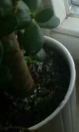 HilferufBanane1Ausschnitt2