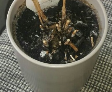 HilferufKaffee1Ausschnitt1