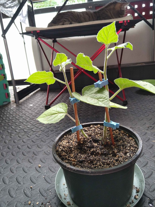 Physalis nach dem Umtopfen und weiten.